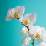 大連手機(jī)app定制